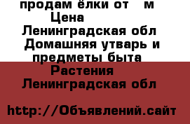 продам ёлки от 1 м › Цена ­ 1 000 - Ленинградская обл. Домашняя утварь и предметы быта » Растения   . Ленинградская обл.